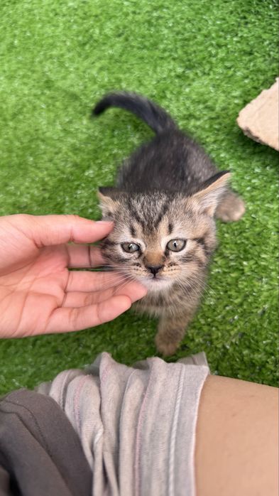 Срочно продаю котёнка