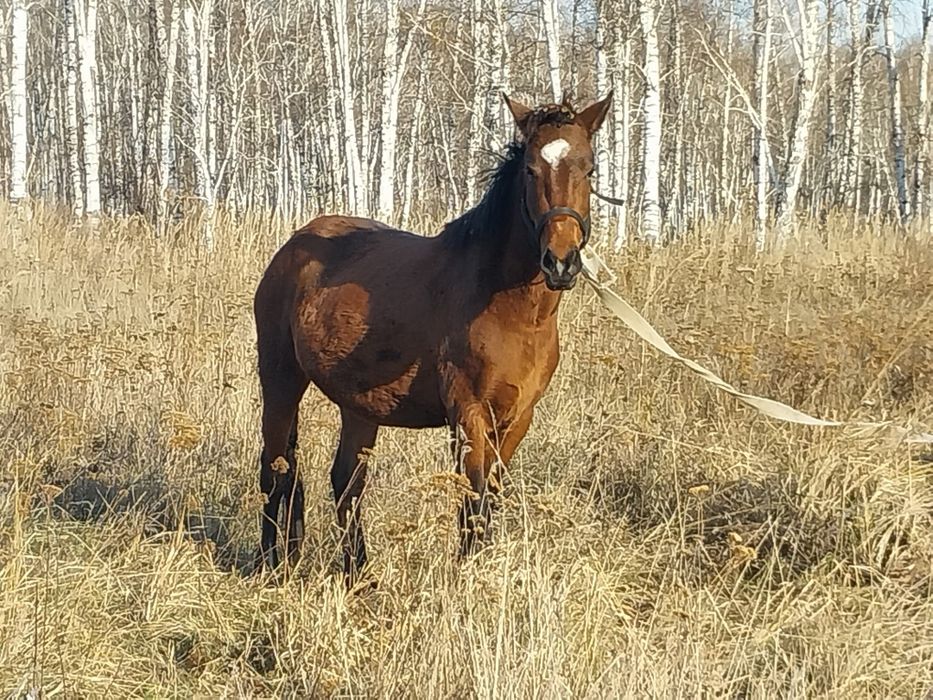 Продам  Жеребца 2 года
