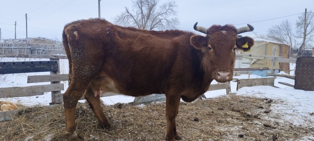 Продается, корова и тёлка