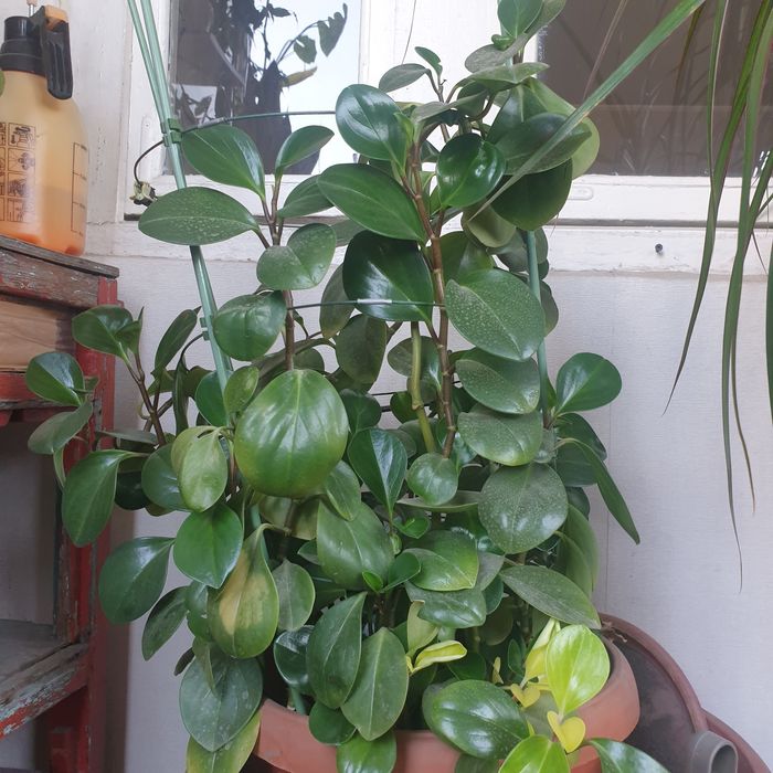 Комнатные растения Пеперомия