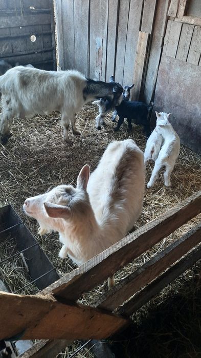 Vand capre cu cate 2 iezi