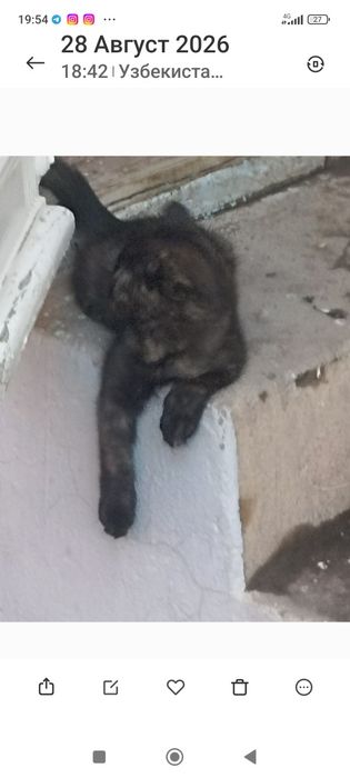 бесплатна отдам в хароший руки
