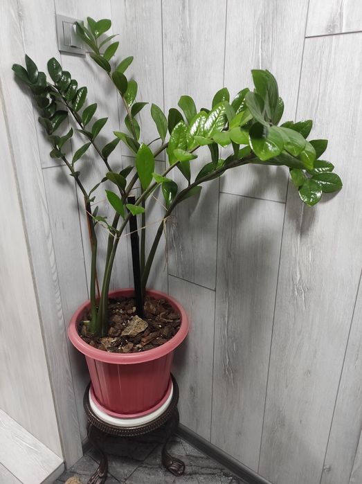 Цветокт домашний