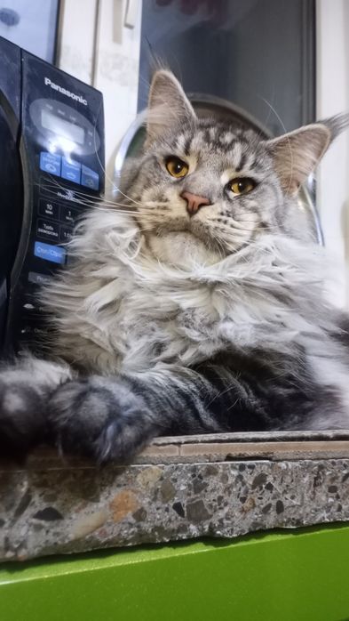 Продам Кота породы Мэйн Кун