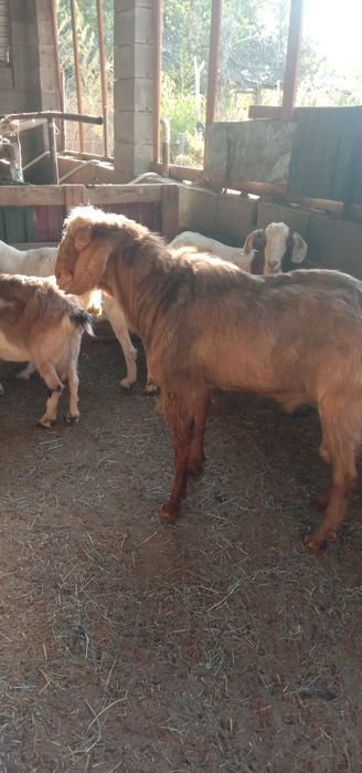 Нубийский теке сатылады