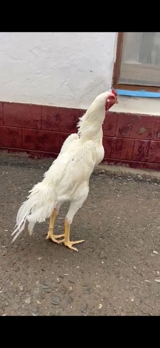 О шамо молодой .