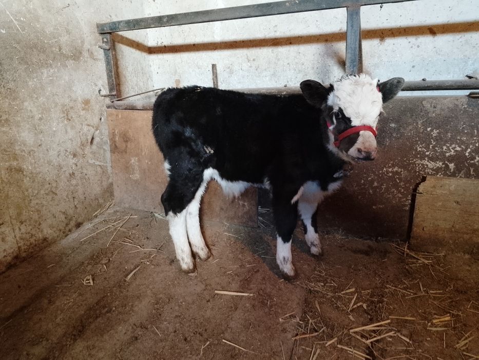 Бузаулы сиыр сатылады