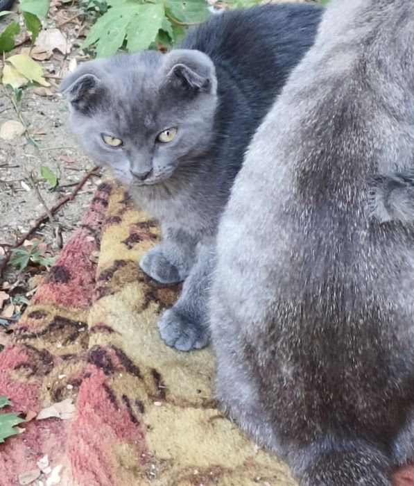Отдам котят в хорошие руки