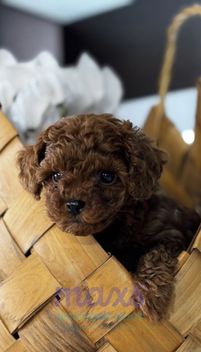 Той Пудел/ Toy Poodle