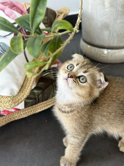 Британски котенца