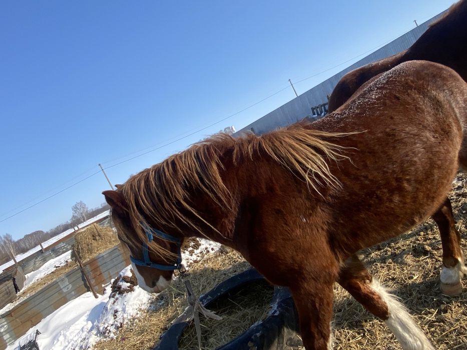 Породный полу тяжеловес