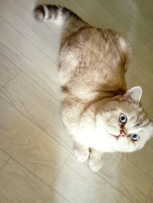 Кот на вязку шиншилла