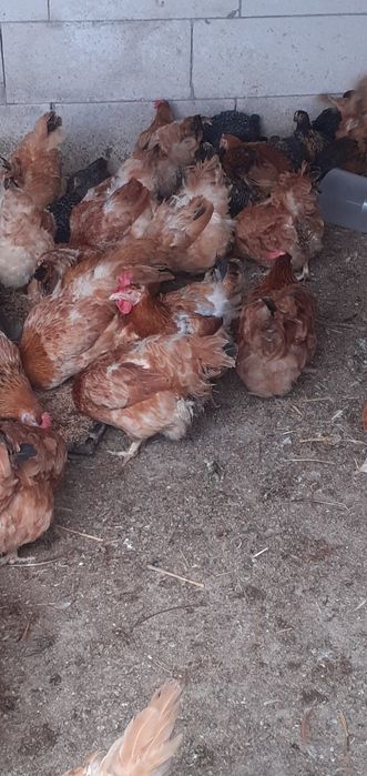 Cocoși de vânzare Găini porumbace, Pui rasa mixta. Ofertă