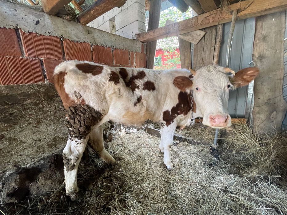 Vaca de vânzare