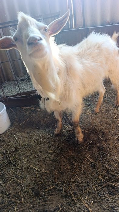 теке  үш жасар дәу