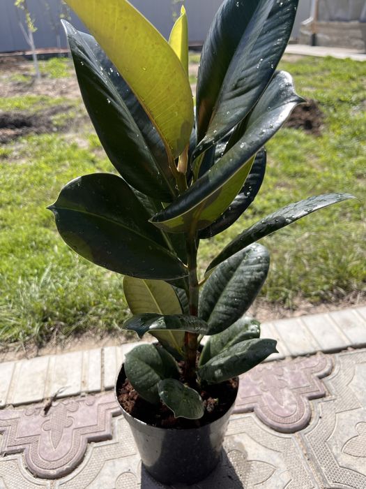 Комнатные цветы, бөлме гүлдері