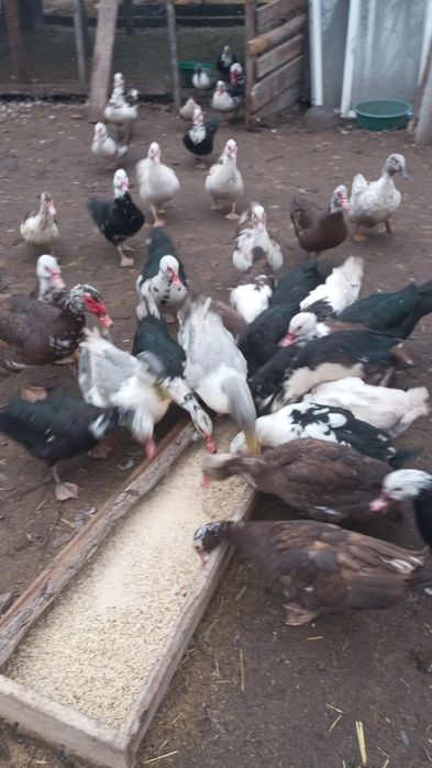 Продаю гусей и уток