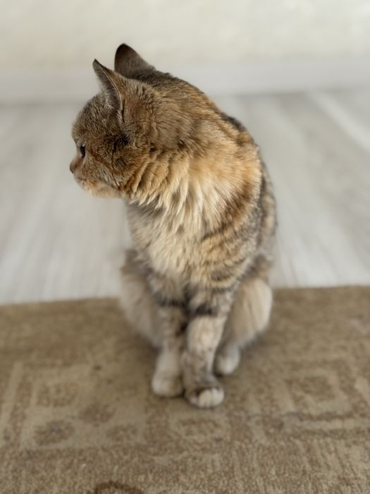 Ищем семью для котенка