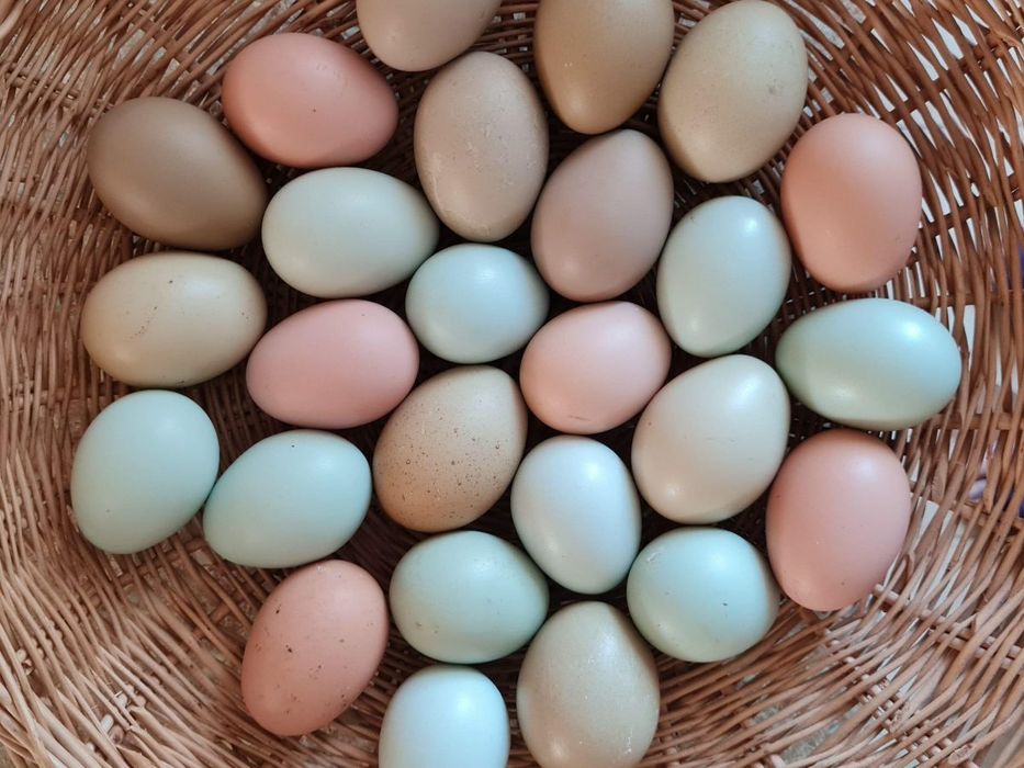 Яйца домашних кур