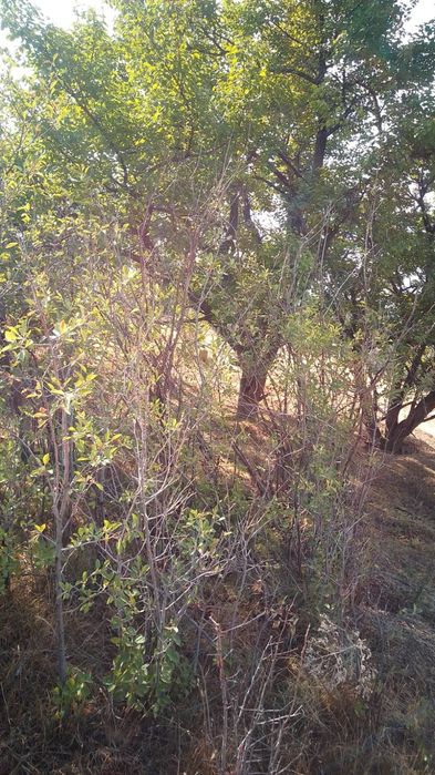 Дача в Тураре . .