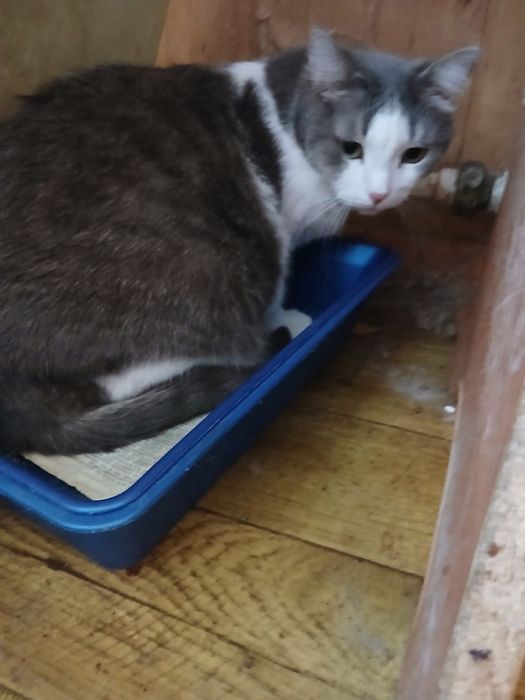 Отдам кошечку Люсю