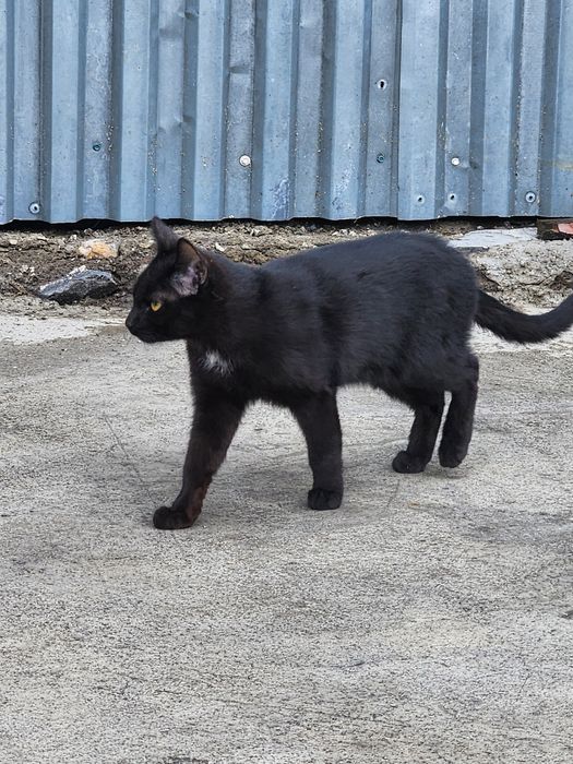 Отдам в хорошие руки.