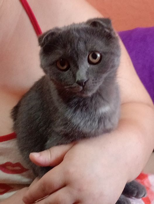 Шотландский мысык