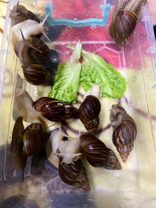 Ulitkalar 12 sm 15 smdan