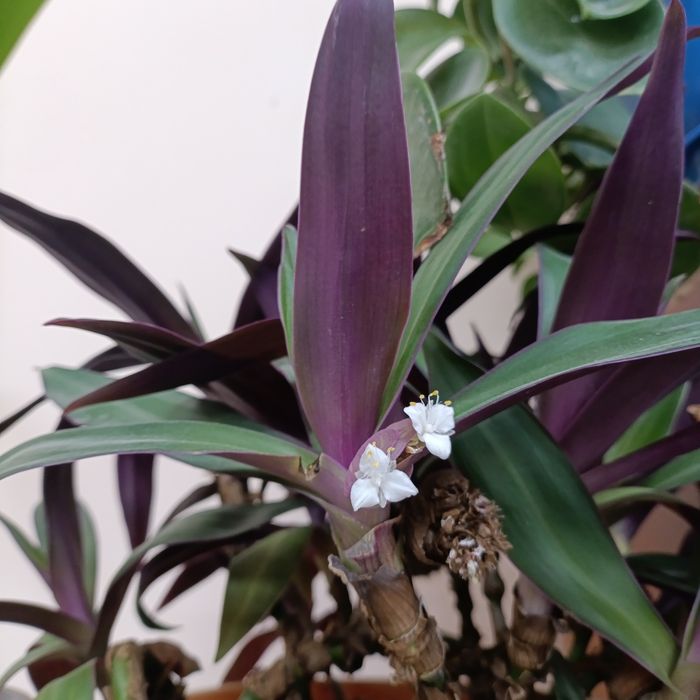 Рео традесканция