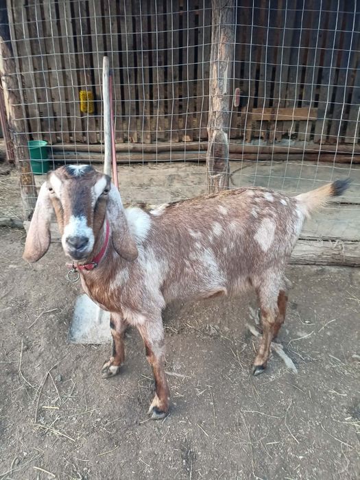 Vând capra anglonubiana gestantă în aproape 2 luni!