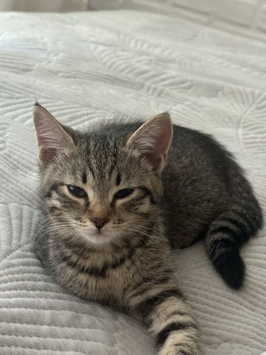 Отдам котят бесплатно