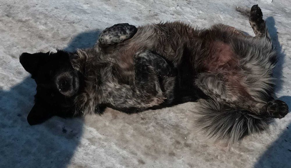 Bobita isi cauta familie