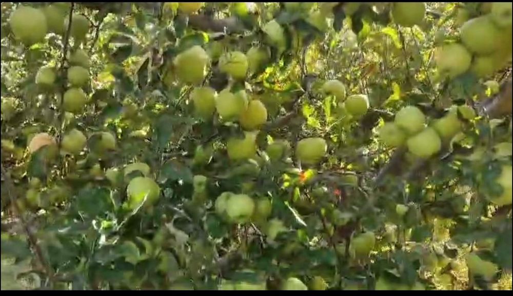 Яблоневый сад, кх