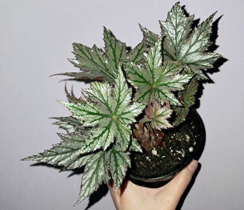 Редкая бегония !