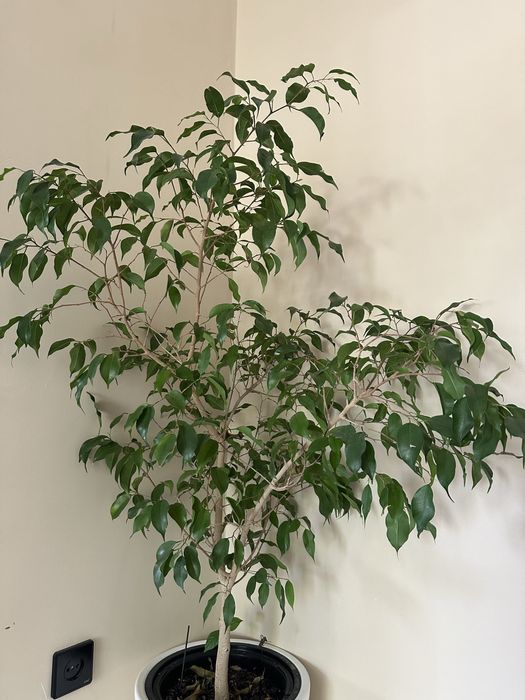 Фитодизайнер / Интерьерный озеленитель