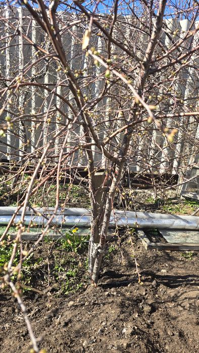 Продам дерево вишни