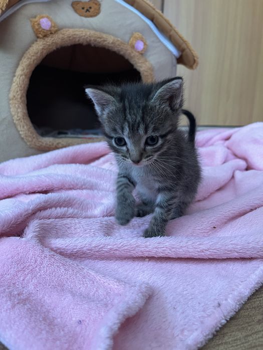 Котенок девочка 1,5 месяца