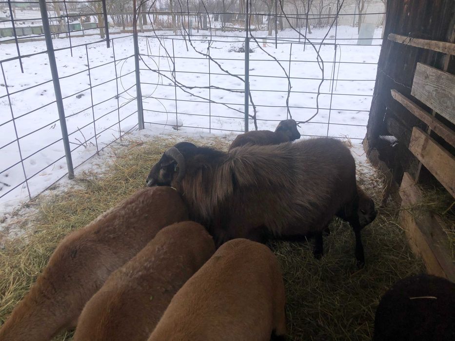 oi camerun aparat de tuns bio