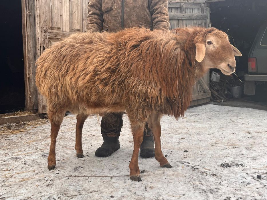 Продам Барана (Производителя)