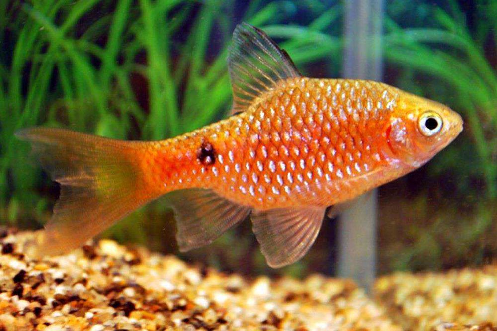 Барбус огненный аквариумная рыбка