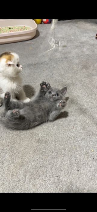 Скотиш страйт мальчик 1,5 месяца: 350 000 so’m