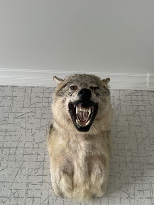 чучело волка