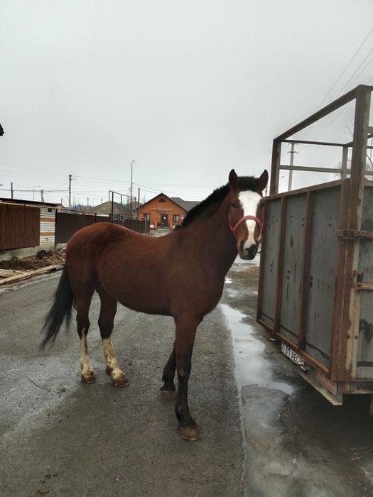 Айғыр сатылады..