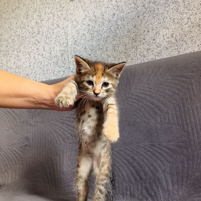 Животные котята 2 девочки