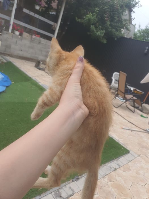 Отдам кота мальчик в добрые руки