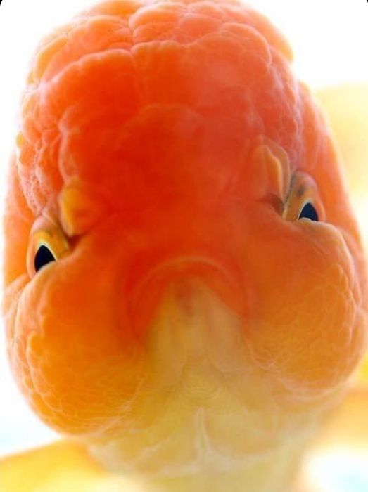 Золотые рыбки Жемчужены Оранда Телескоп Оранда Красная шапочка