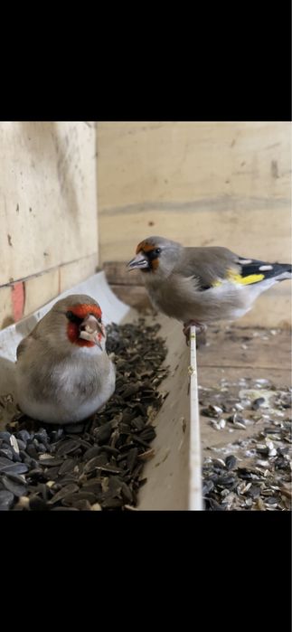 Щеглы седоголовые