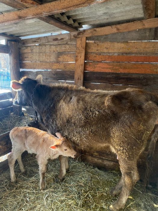 Продам корову с теленком