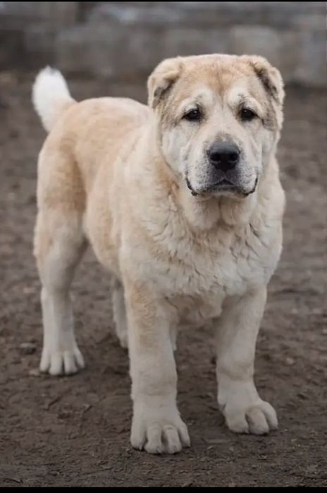 Алабай кушыктеры срочно сатылады