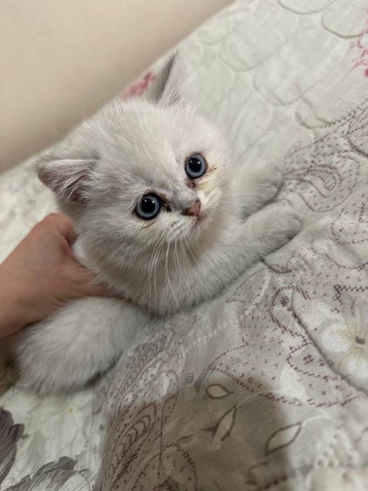 Британская Шиншилла shinshilla / shinshila Шиншила